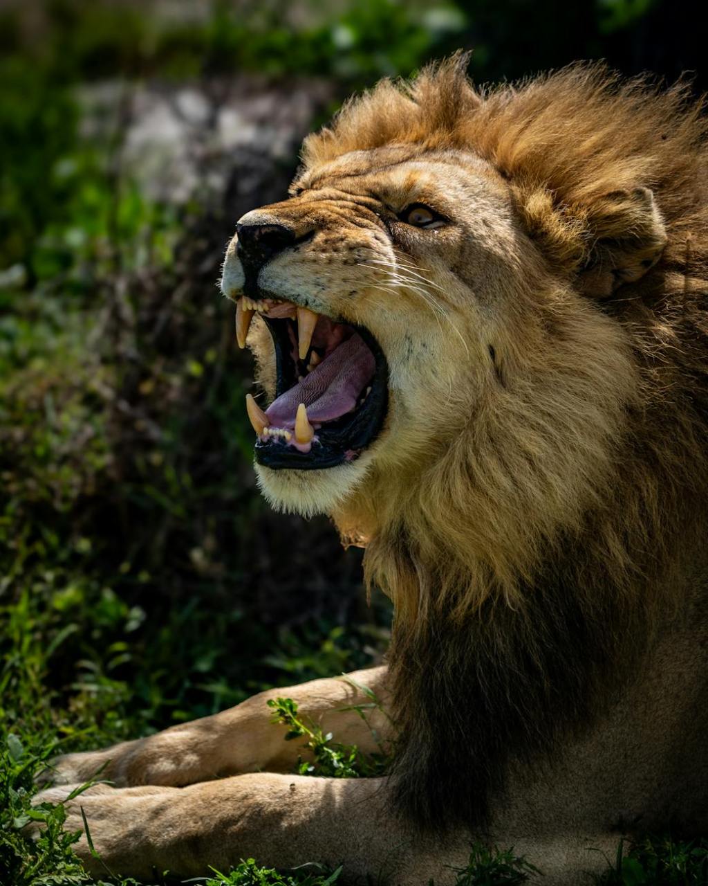 Tame it or Trash it Thursday, April 10th